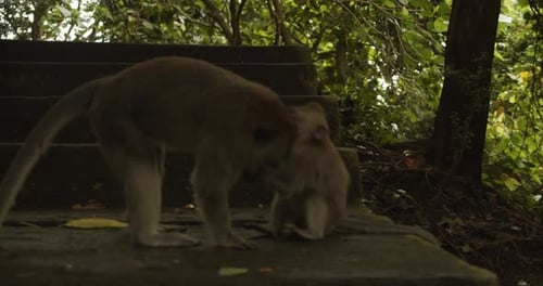 Macaco brincando e lutando com um macaco bebê em um santuário de macacos da floresta tropical em Bali