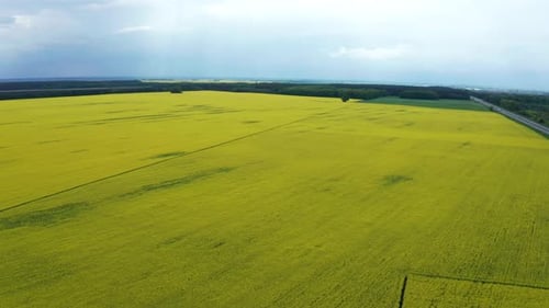 Drone View of Yellow Rape Seed Fields