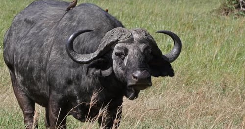 Búfalo africano, syncerus caffer, adulto con picabueyes de pico amarillo, buphagus africanus