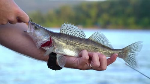 Close up of Walleye Fish Being Held