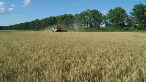 Aerial Drone Footage. Low Flight To Combine Harvester Gathers the Wheat. Harvesting Grain Field
