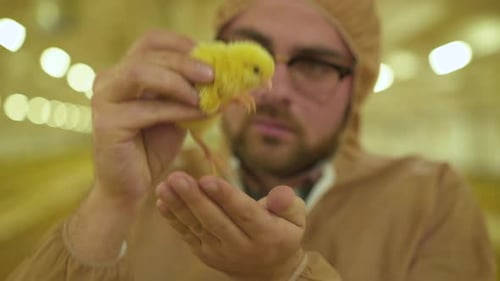 Farmer Inspecting a Yellow Chick