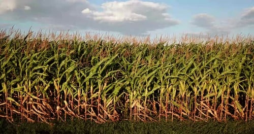 Field Rural Farm. Green Maize Plants.