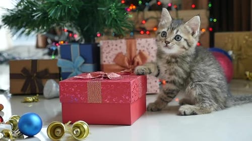 Cute Kitten Plays with Christmas Gifts