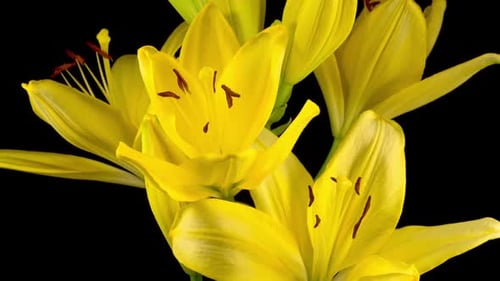 Blooming Yellow Lilies Against Black Background