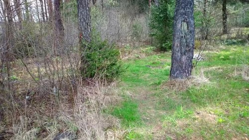 Das Erwachen der Natur im Frühling 19