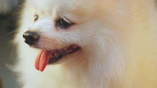 Cute Pomeranian Dog with Tongue Out Close Up