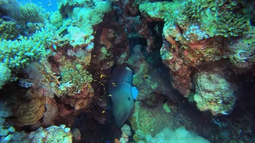 Giant Moray Underwater