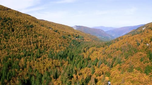 Autumn Forest