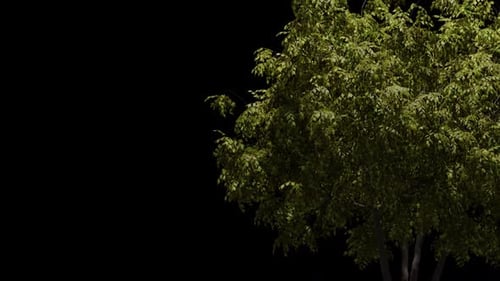 Big green tree with alpha channel