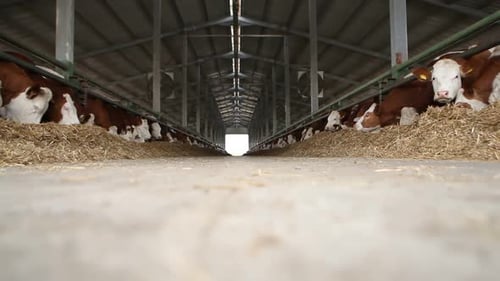 Cows Eating Hay Inside a Farm Barn