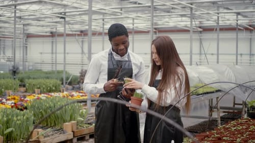 Two Florists Working at Flower Indoor Plantation