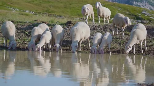 Las ovejas beben agua de un pozo