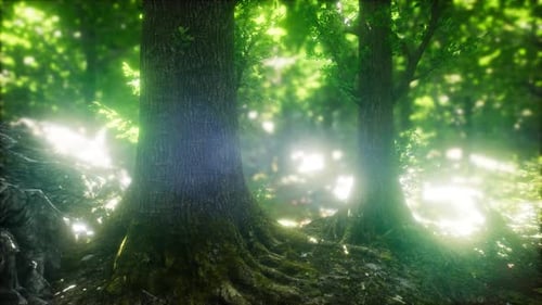 Scenic Forest of Fresh Green Deciduous Trees Framed By Leaves