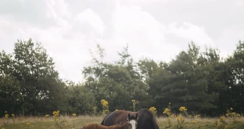 Wildhorse und es ist Fohlen, das auf der Wiese weidet