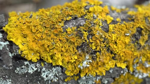 Moss On The Tree 3