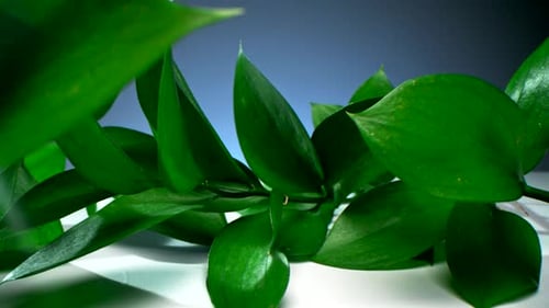 Makro aus grünen Blättern