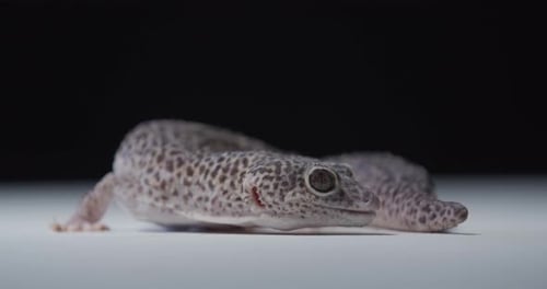 Wildlife Gecko is Curled Up on the Floor Looking Around Cute Reptile