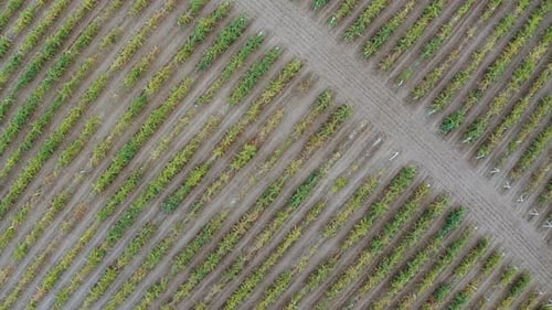 An Aerial Drone View of the Vineyard in Autumn