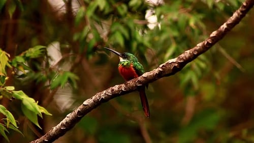 Red and green hummingbird with a white throat alert and perched on a tree branch