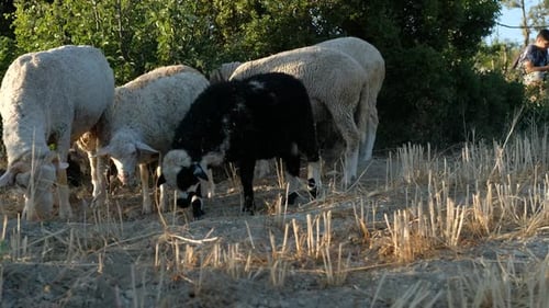 pâturage de moutons