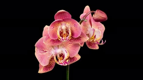 Pink Orchid Blossoms Opening, Time Lapse