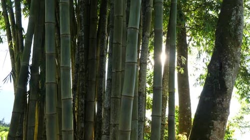 The Morning Sunshine Through Bamboo Trees in Bamboo Park