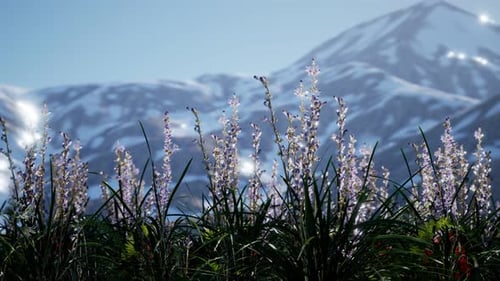 Lavender Field with Blue Sky and Mountain Cover with Snow