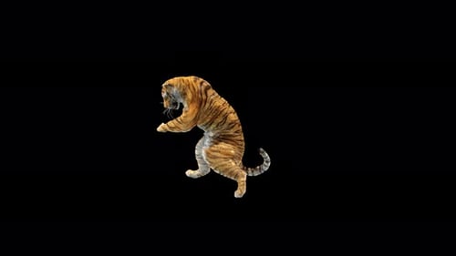 Tiger Dancing 4K