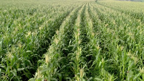 Aerial View of Corn Crops Field From Drone. Flight Above Rural Countryside Landscape With Growing C