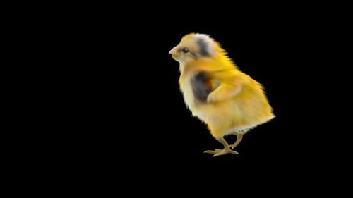 Animated Cute Baby Chick Walking Loop