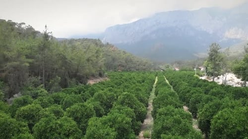 Oranges growing on tree orchard
