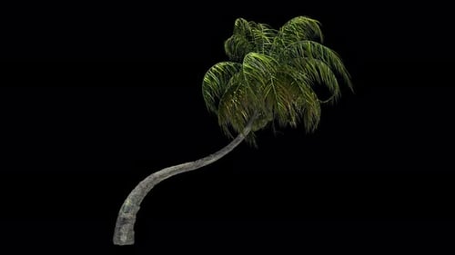 Realistic Swaying Palm Tree Animation