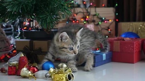 Cute Kitten Plays Under Christmas Tree with Gifts
