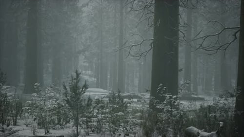 Winter Snowcovered Forest on a Cloudy Day