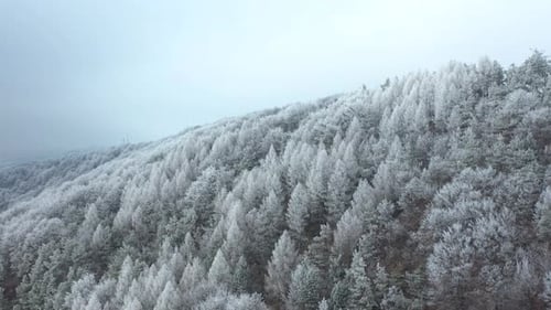 Winter Wonderland