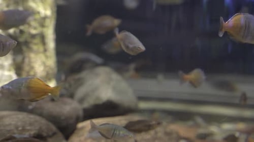A Flock of Boesmani Rainbow Fish Scurries Back and Forth Across the Aquarium Which Decorates
