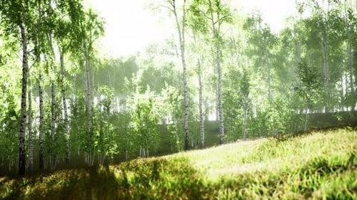 Spring in the Birch Grove Forest