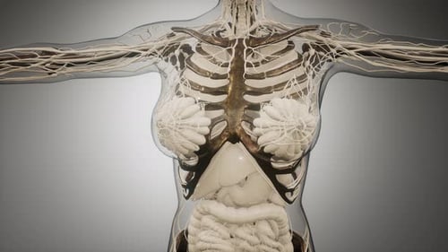 Transparenter menschlicher Körper mit sichtbaren Knochen