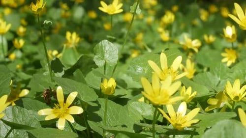 Close Up of Yellow Flowers in a Field
