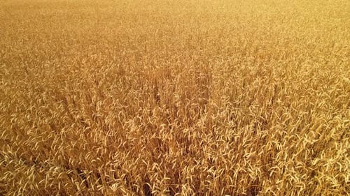 Wheat Field