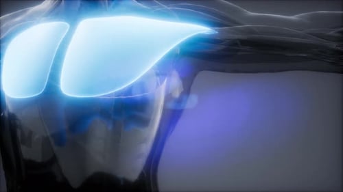 Animated 3D Human Lungs Breathing for Medical and Science Education