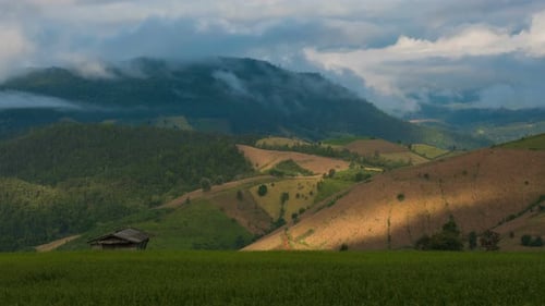 Farm Rice