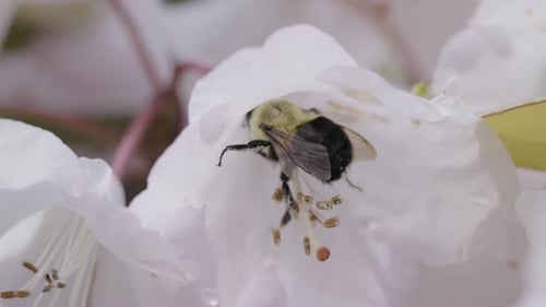 Bee Inside a Flower in the Garden