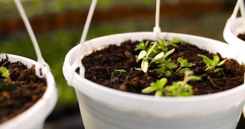 Potted Plants Growing in Greenhouse