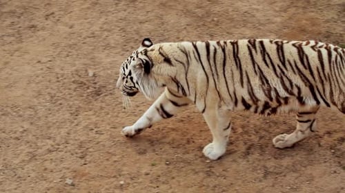 Whitered Tiger Walks on the Shroud