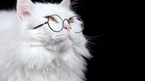 Flauschige weiße Katze in Brille müde Sleepy Kitty gähnt ruht auf schwarzem Hintergrund