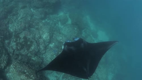 A large Manta Ray glides above a rocky reef with its wing spread out wide while it feeds on plankton