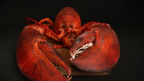 Cooked Lobster 24