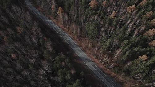 Road between autumn forest in Ural